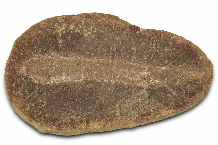 Pennsylvanian Worm (Didontogaster) Fossil - Mazon Creek #325919